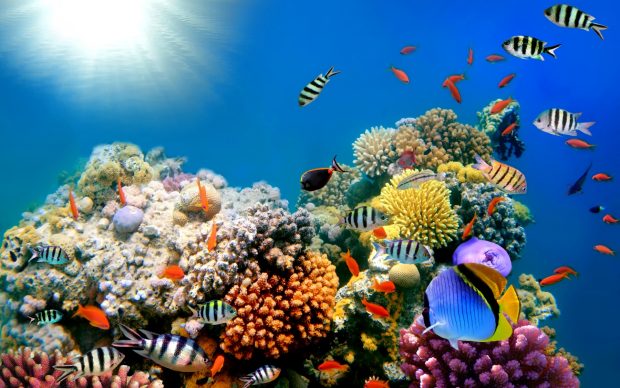 Download Ocean Underwater Wallpaper HD.