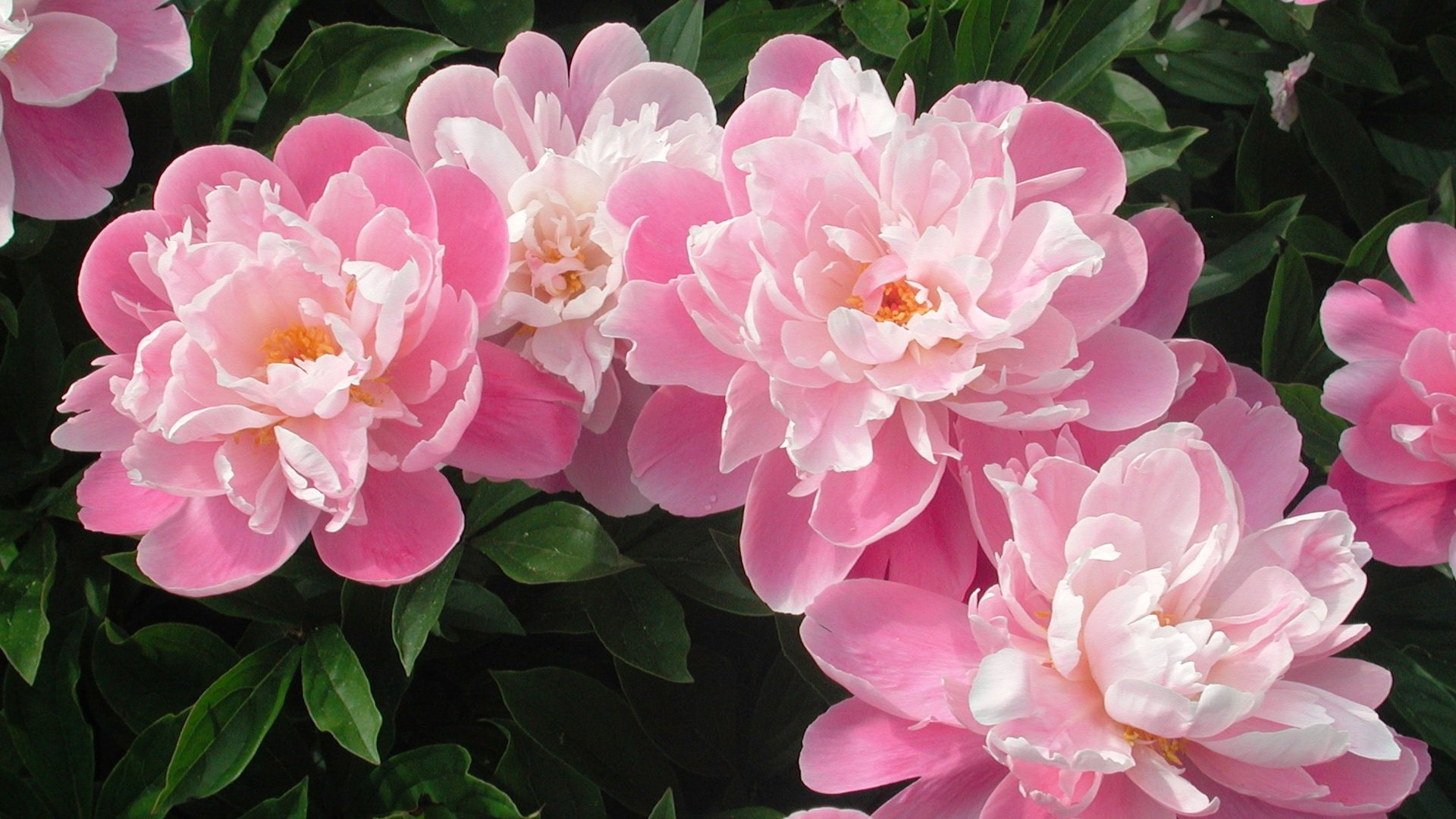 Peony HD Wallpaper