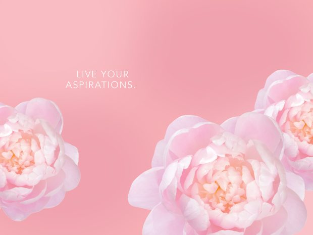 Download Peony Picture Free.
