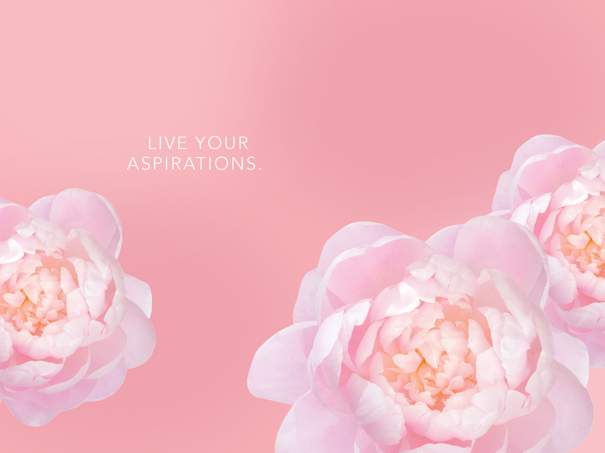 Pink Peonies Desktop Wallpapers  Top Free Pink Peonies Desktop Backgrounds   WallpaperAccess