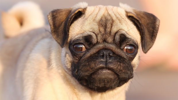 Download Pug Backgrounds.