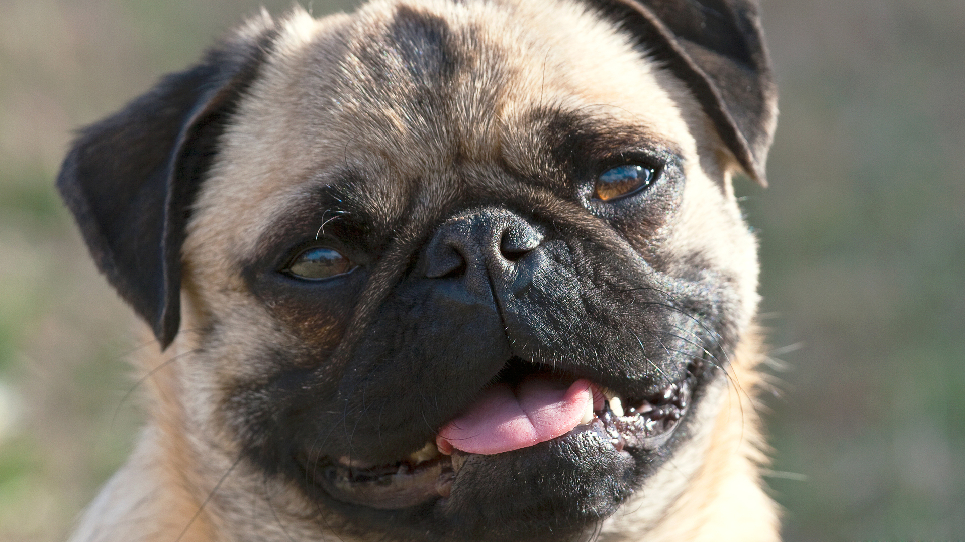 Pug Wallpapers HD | PixelsTalk.Net