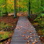 Download fall backgrounds.