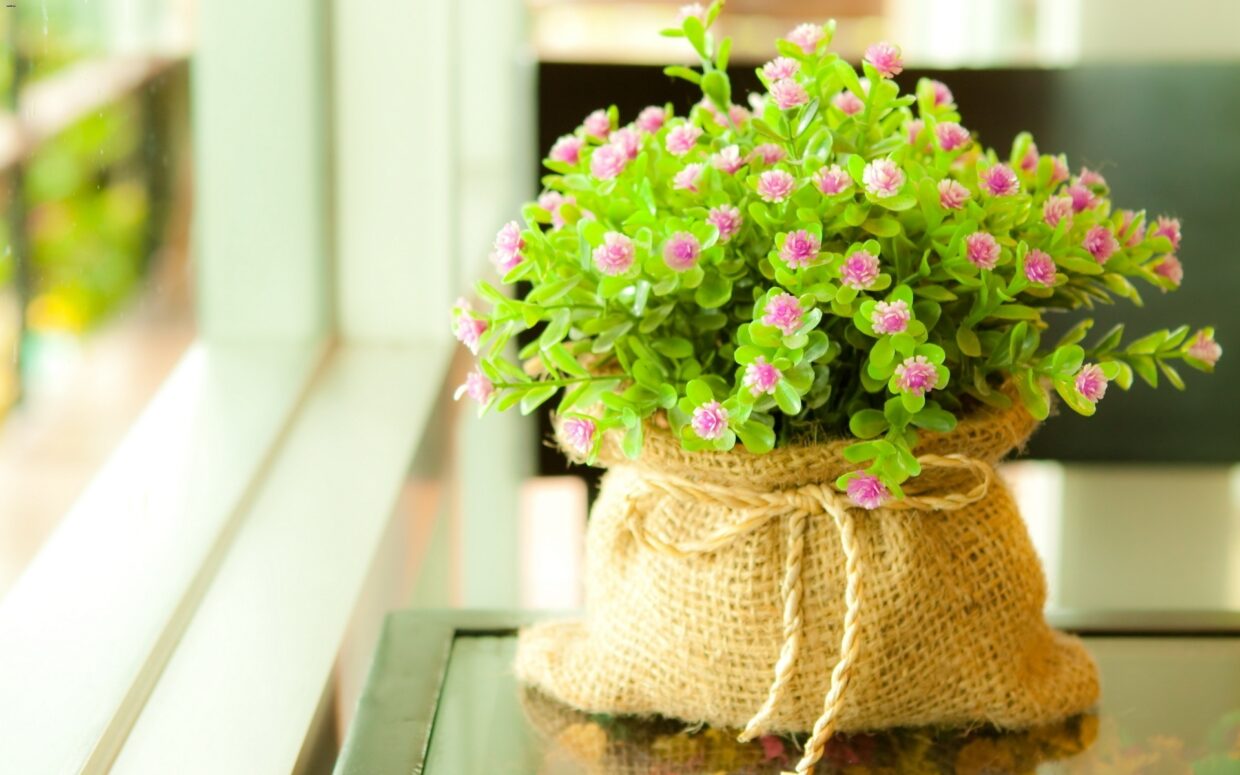 Desktop Flower HD Wallpapers - PixelsTalk