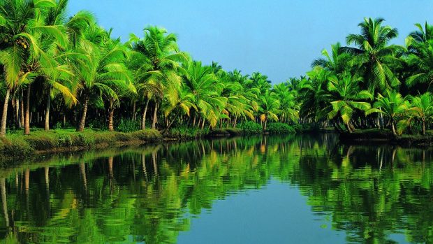 Download lake with palm trees.