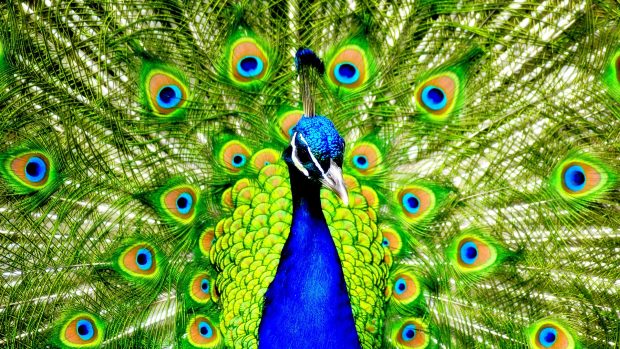 Download peacock wallpaper hd.