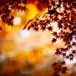 Fall Desktop Images Desgins.