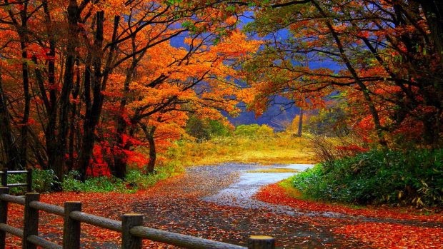 Fall Foliage Background.