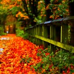 Fall Foliage Background HD.