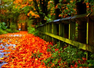 Fall Foliage Background HD.