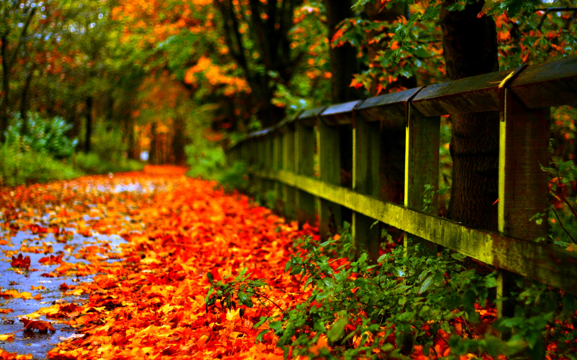 Fall Foliage Wallpapers Hd Pixelstalk Net