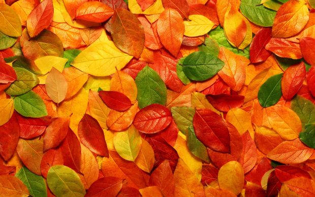 Fall Foliage Backgrounds HD.