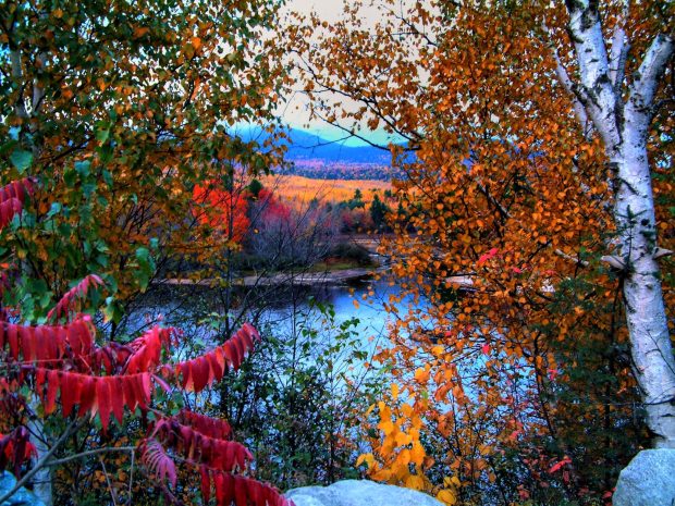 Fall Foliage HD Photos.