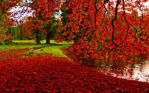 Fall Foliage HD Wallpaper.