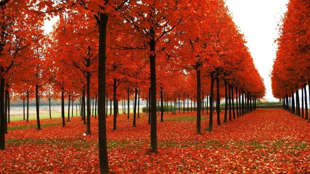 Fall Foliage Picture Free Download.