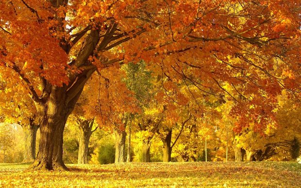 Fall Foliage Pictures HD.