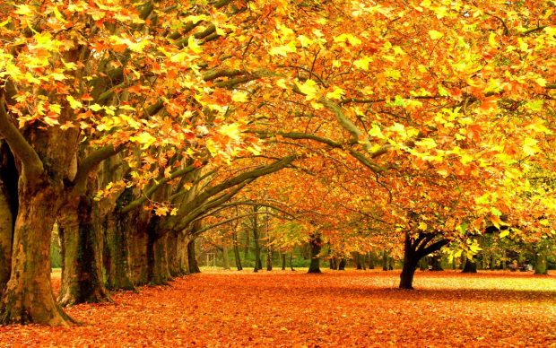 Fall Foliage Wallpaper HD.
