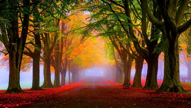 Fall Foliage Wallpapers Free Download.