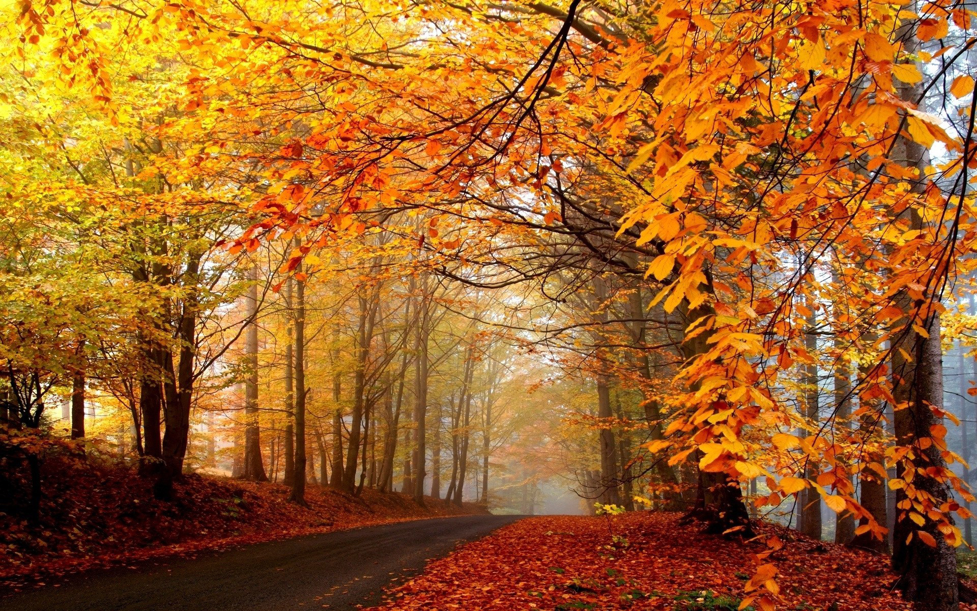 autumn trees scenery wallpaper