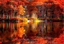 Fall Scenery HD Wallpaper.