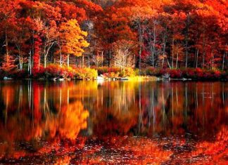 Fall Scenery HD Wallpaper.