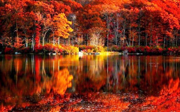 Fall Scenery HD Wallpaper.