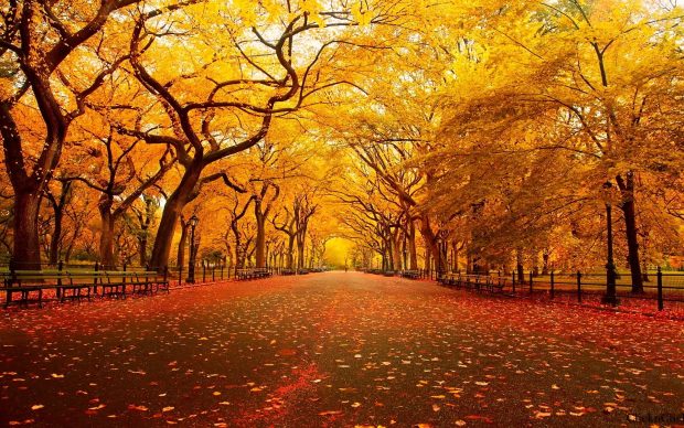 Fall Scenery Image.