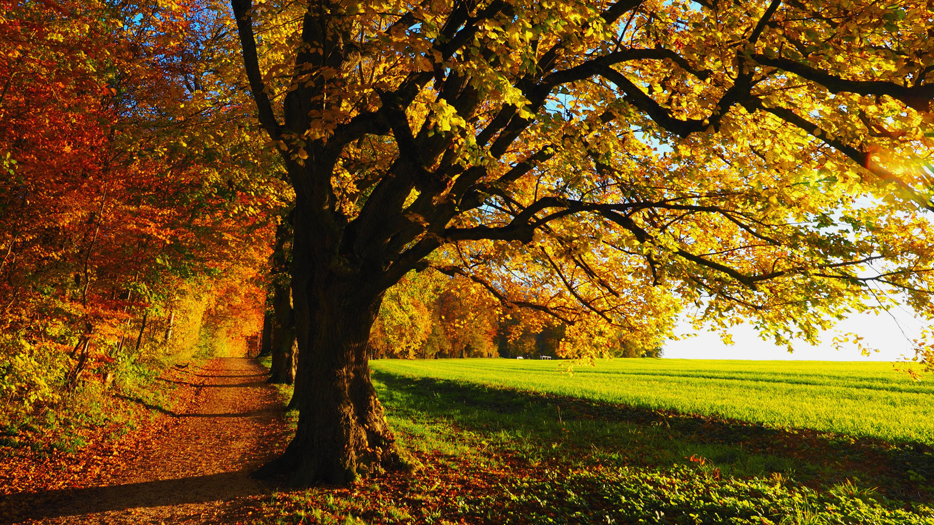 autumn trees scenery wallpaper