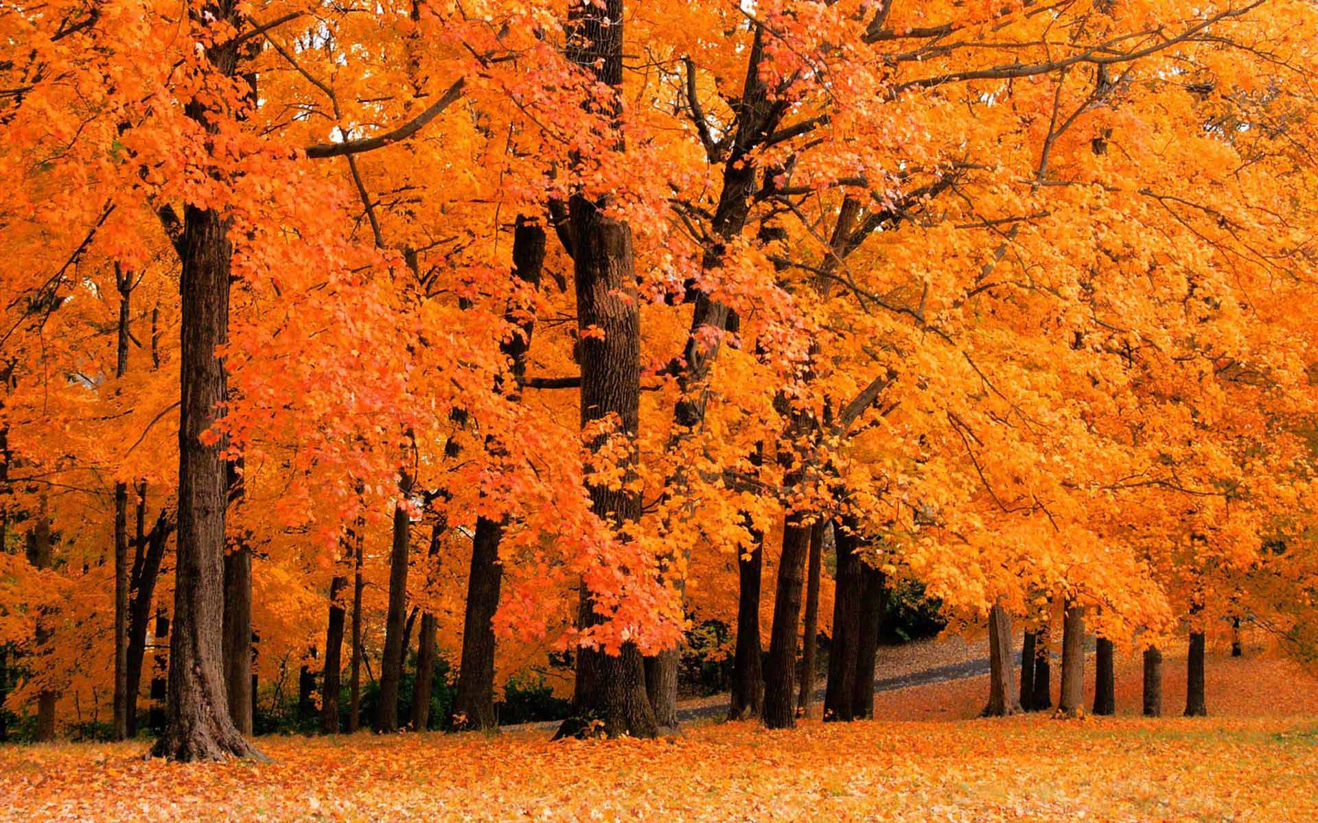 fall scenery wallpapers free download