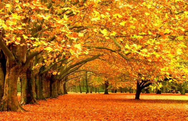 Fall Scenery Photo Download Free.