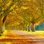Fall Scenery Photos HD.