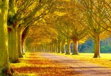 Fall Scenery Photos HD.