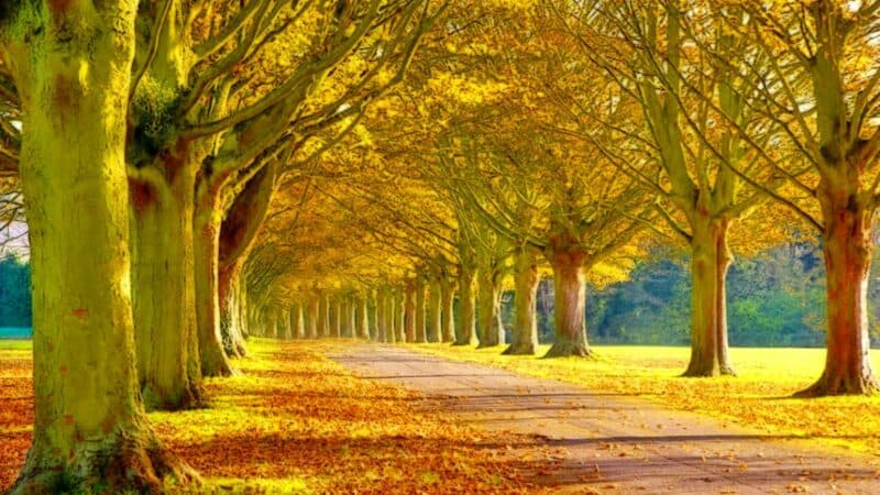 Vibrant autumn landscape with a tree-lined pathway covered in fallen golden leaves.