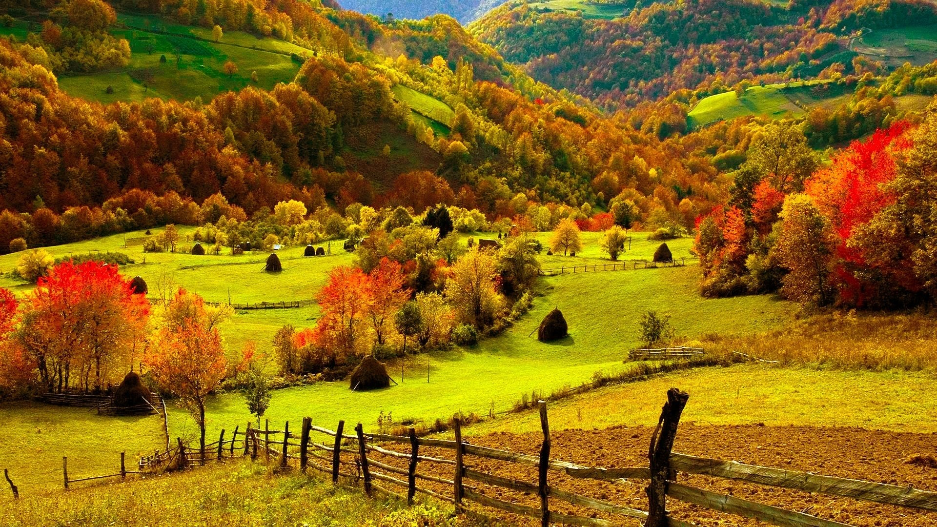 autumn trees scenery wallpaper