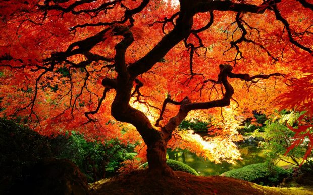 Fall Tree HD Wallpaper Download.