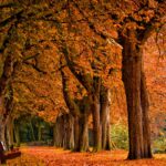 Fall Wallpapers HD.