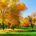 Fall desktop wallpapers pictures.