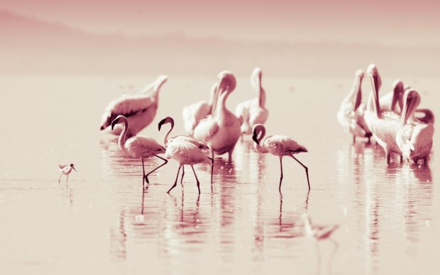 Flamingo Background.
