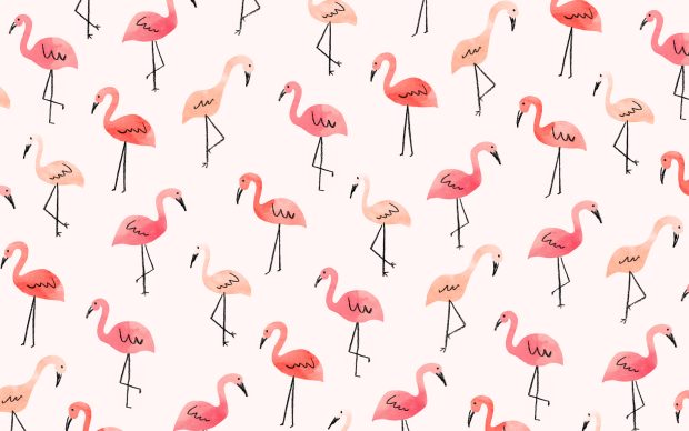 Flamingo Backgrounds HD.