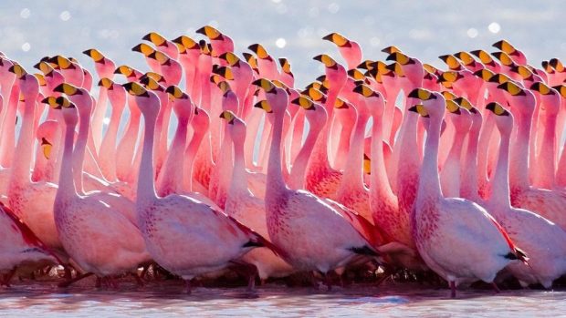 Flamingo Desktop Background.