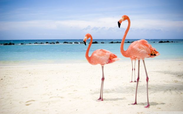 Flamingo Desktop Wallpaper.