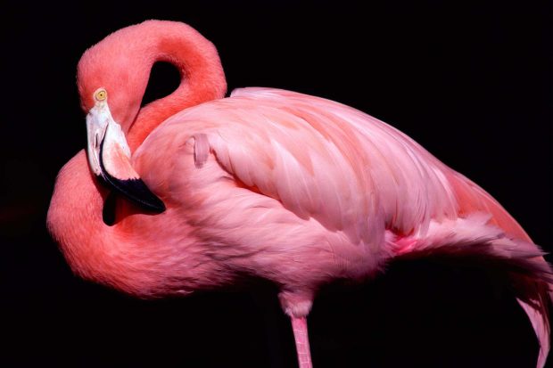 Flamingo HD Background.