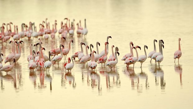 Flamingo HD Backgrounds.