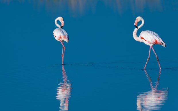 Flamingo HD Photo.