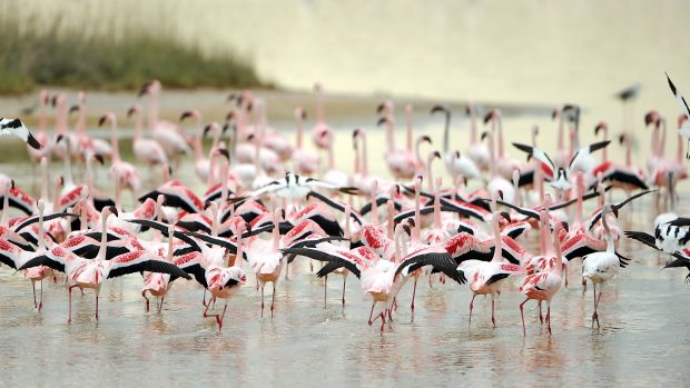 Flamingo HD Photos.