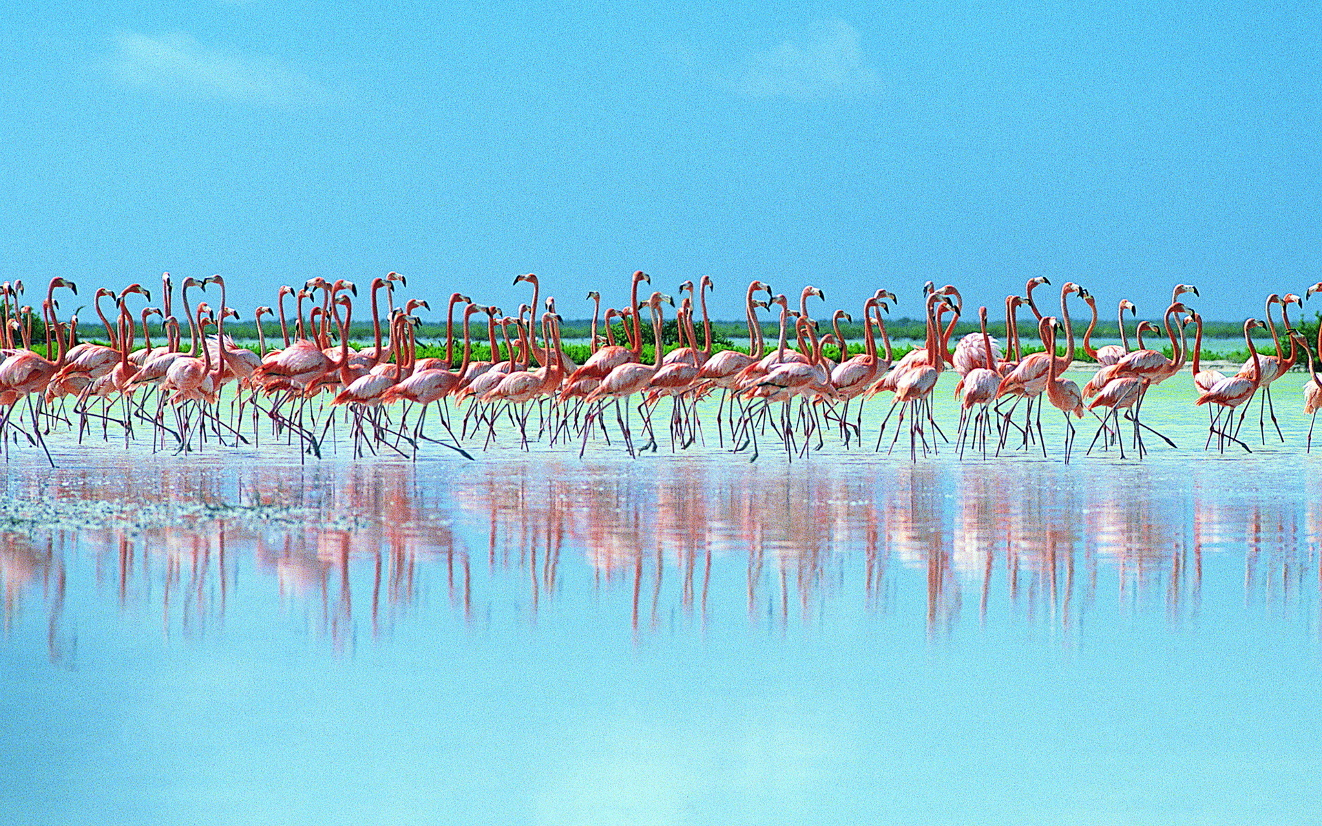Flamingo Hd Backgrounds Pixelstalk Net