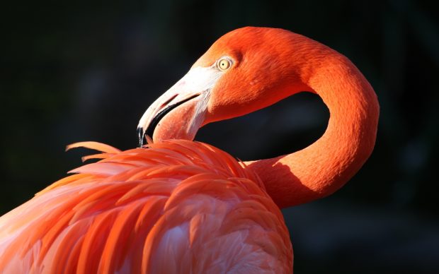 Flamingo HD Pictures.