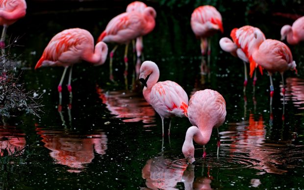 Flamingo HD Wallpapers.