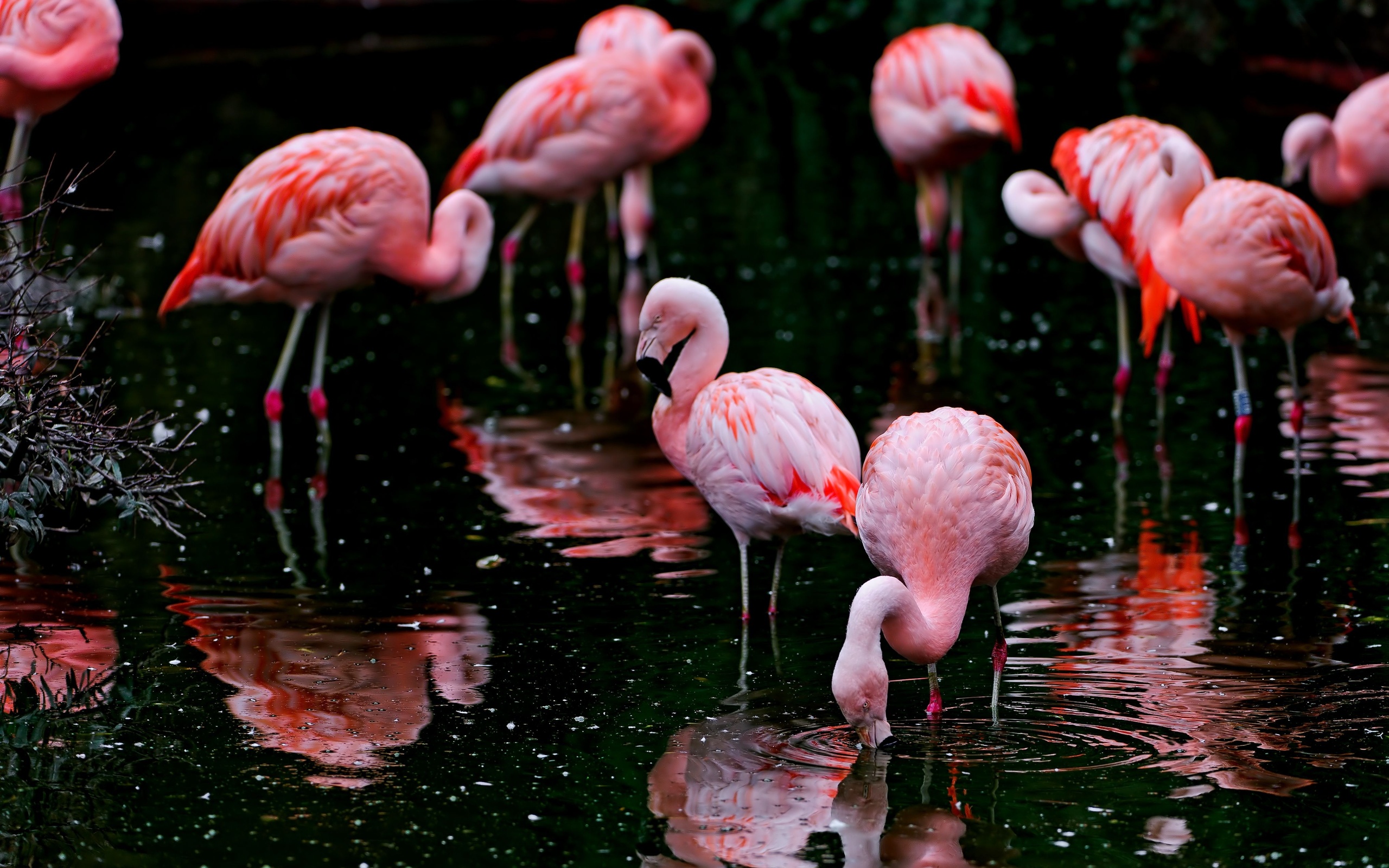 Flamingo Wallpapers HD | PixelsTalk.Net
