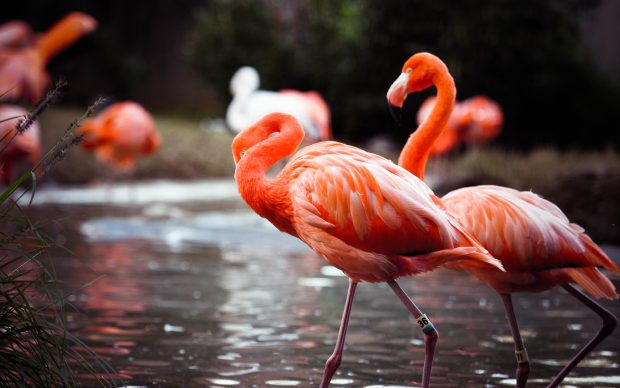 Flamingo Image.